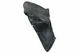 Partial Megalodon Tooth - South Carolina #272572-1
